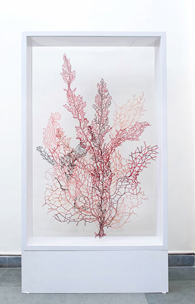 Red Coral, 2017