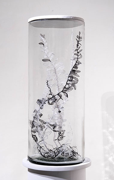 Vitrine 2: Ferns , 2017
