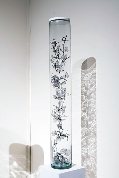 Vitrine 3: water algae, 2017