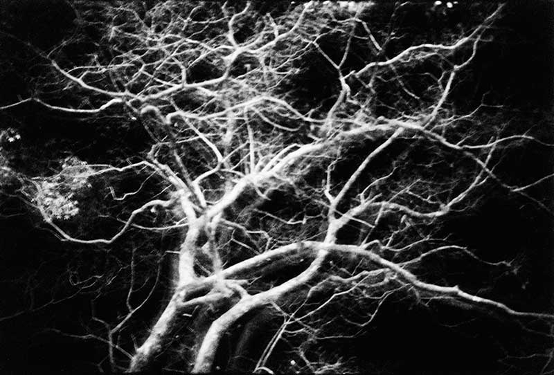 <Untitled from the series 