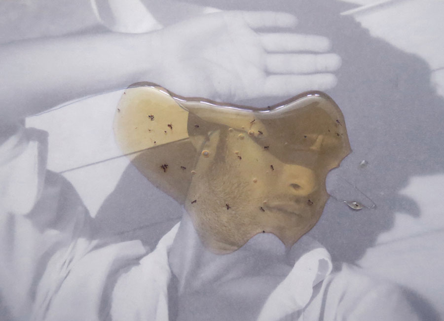 Mustafa Zaman Honey Series, Photographs, 2016