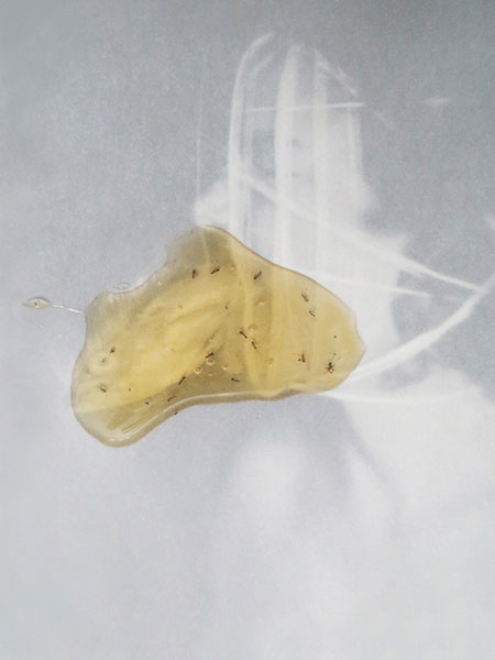 Mustafa Zaman Honey Series, Photographs, 2016