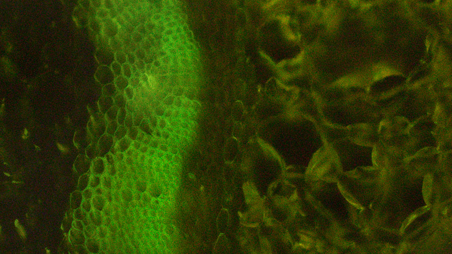 <THE UNIVERSE IN DETAILS IV, 2016
