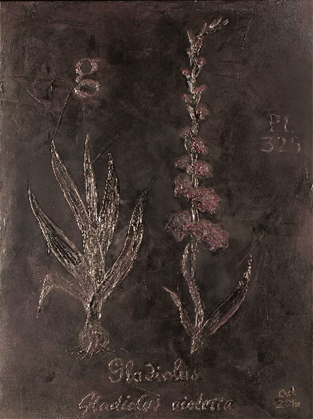 <Gladiolus, 2016 - 2017 