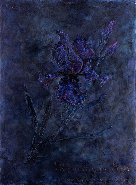 <Himalayan Iris , 2016 - 2017 