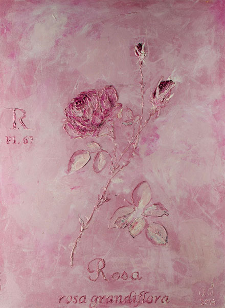 <Rosa , 2016 - 2017 