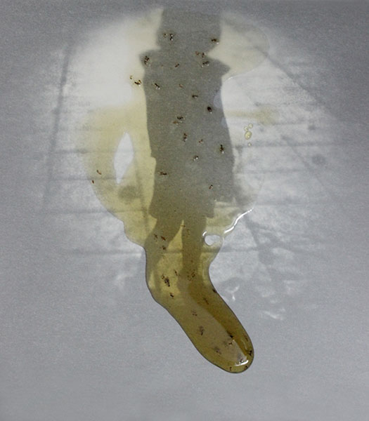 Honey Series, 2015