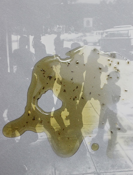 Honey Series, 2015