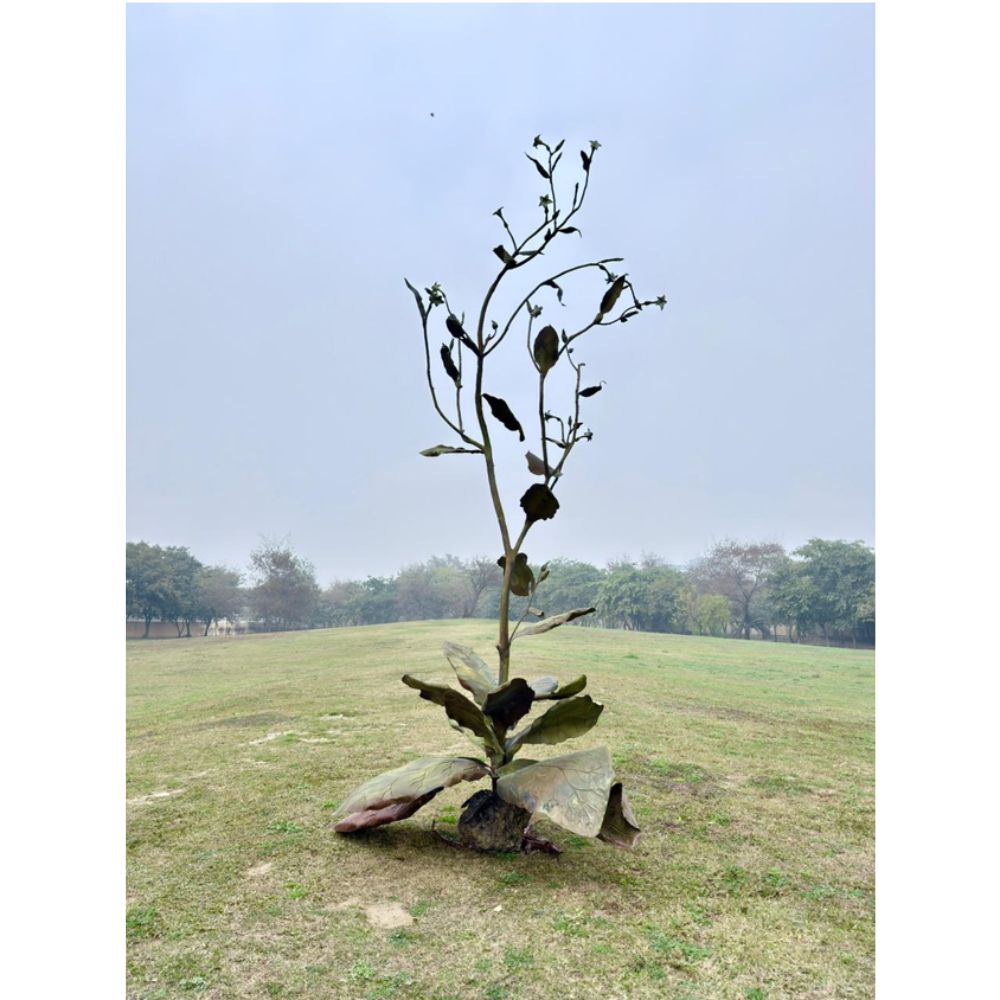 Margin of the city  | Plant name - NicoLe , 2026
