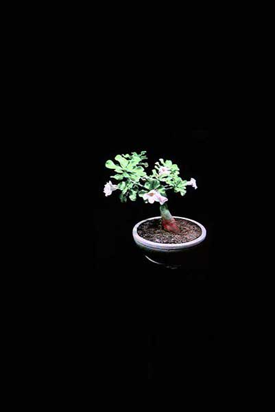<Undying Faith Does Not Endure (A Landscape With Adenium Blossoms), 2012