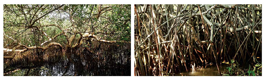 <Habitat, 