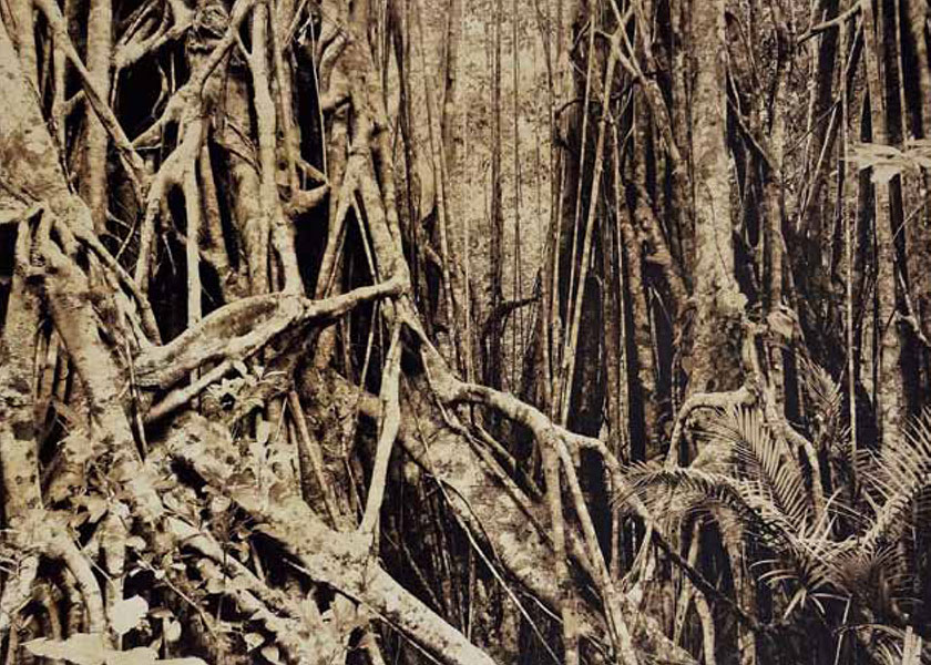 <Scapelands VII, 